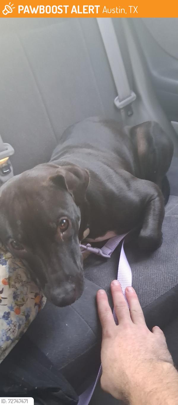 Found/Stray Female Dog last seen Woodland avenue and Burton drive, Austin, TX 78741