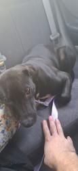 Found/Stray Female Dog last seen Woodland avenue and Burton drive, Austin, TX 78741