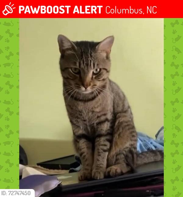 Lost Male Cat last seen Blanton St. Columbus NC 28722, Columbus, NC 28722
