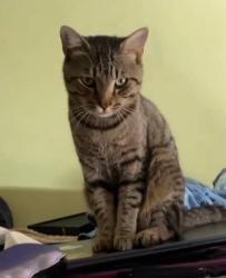 Lost Male Cat last seen Blanton St. Columbus NC 28722, Columbus, NC 28722