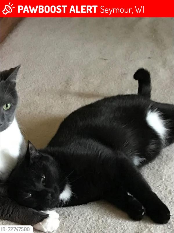 Lost Male Cat last seen Ivory st and Schmidt st. Seymour wi, Seymour, WI 54165