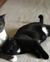 Lost Male Cat last seen Ivory st and Schmidt st. Seymour wi, Seymour, WI 54165