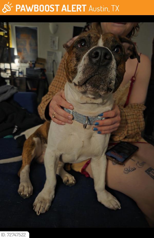 Found/Stray Male Dog last seen Woodland avenue and Burton Drive , Austin, TX 78741