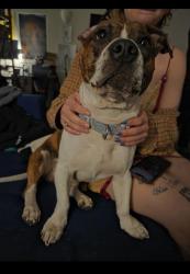 Found/Stray Male Dog last seen Woodland avenue and Burton Drive , Austin, TX 78741