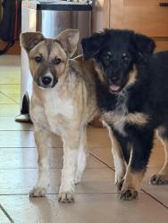 Found/Stray Unknown Dog last seen South Wilshire and Es, Tucson, AZ 85711