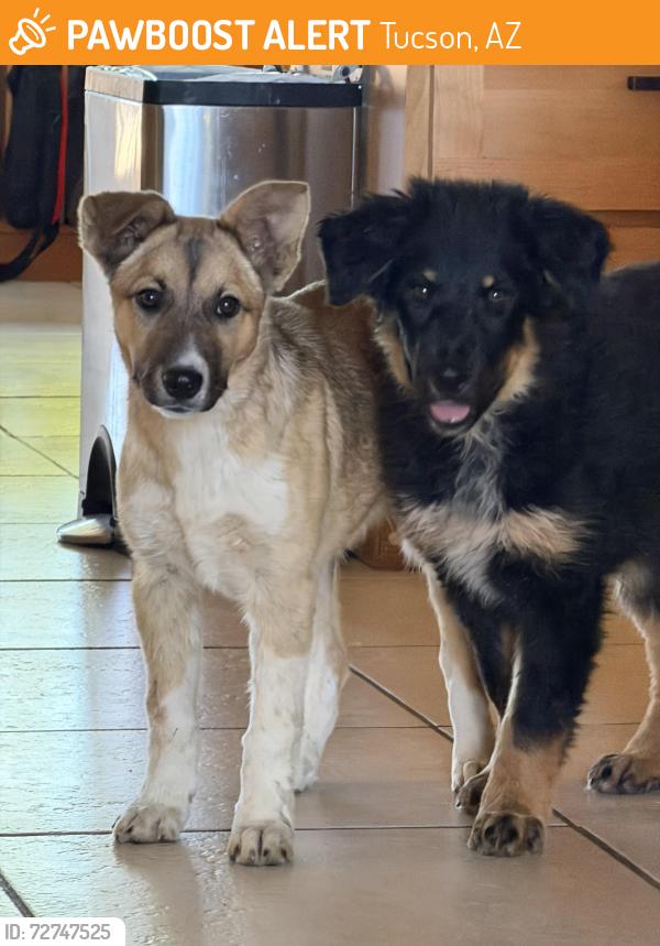 Found/Stray Unknown Dog last seen South Wilshire and Es, Tucson, AZ 85711