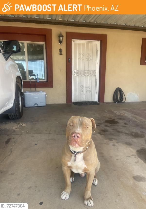 Found/Stray Male Dog last seen 67th ave/camelback , Phoenix, AZ 85033