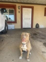 Found/Stray Male Dog last seen 67th ave/camelback , Phoenix, AZ 85033