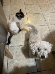 Lost Male Dog last seen Near Menlo ave westmont, Los Angeles, CA 90044