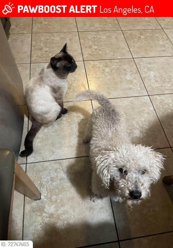 Lost Male Dog last seen Near Menlo ave westmont, Los Angeles, CA 90044