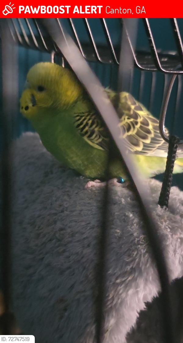 Lost Male Bird last seen Near coppermine branch ct, Canton, GA 30114