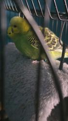 Lost Male Bird last seen Near coppermine branch ct, Canton, GA 30114