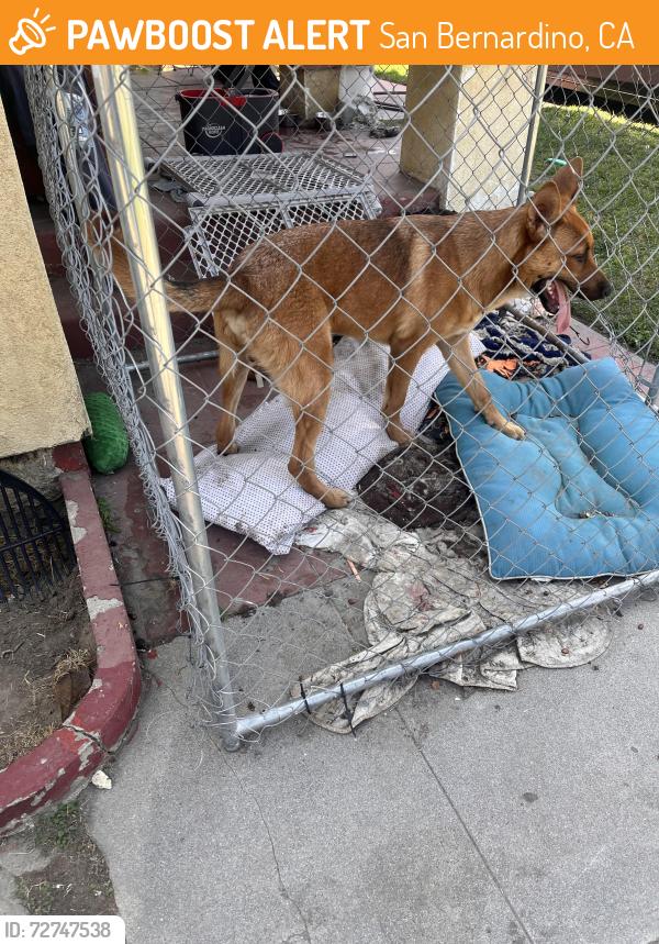 Found/Stray Male Dog last seen Near south on ramp near Cho office in San Bernardino , San Bernardino, CA 92401