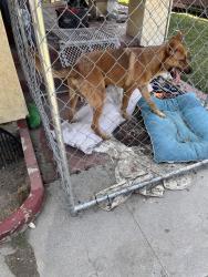 Found/Stray Male Dog last seen Near south on ramp near Cho office in San Bernardino , San Bernardino, CA 92401