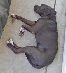 Found/Stray Unknown Dog last seen Calle Levante and Calle De La Tinta, Tucson, AZ 85746