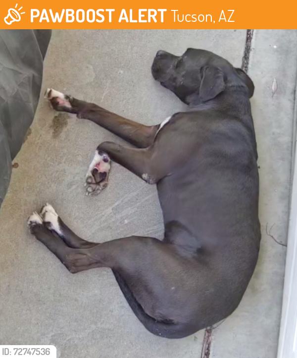 Found/Stray Unknown Dog last seen Calle Levante and Calle De La Tinta, Tucson, AZ 85746