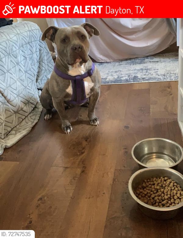 Lost Female Dog last seen Near , Dayton, TX 77535