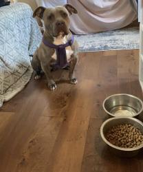 Lost Female Dog last seen Near , Dayton, TX 77535