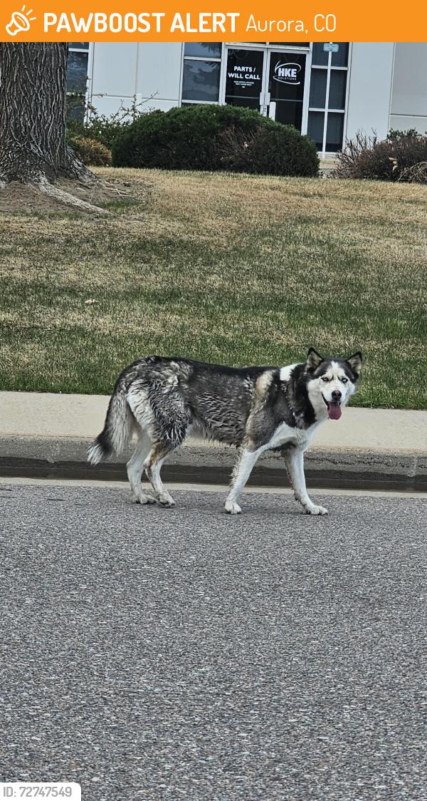 Found/Stray Unknown Dog last seen Near E 32nd Pl, Aurora, CO 80011, Aurora, CO 80011