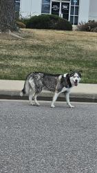 Found/Stray Unknown Dog last seen Near E 32nd Pl, Aurora, CO 80011, Aurora, CO 80011