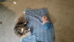 Lost Female Cat last seen Near carpenter rd se Lacey, was 98503, Olympia, WA 98503