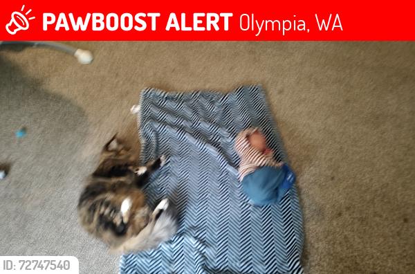 Lost Female Cat last seen Near carpenter rd se Lacey, was 98503, Olympia, WA 98503