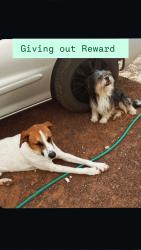 Lost Male Dog last seen Square Dance Road & Rich beam & Montana Area , El Paso, TX 79938