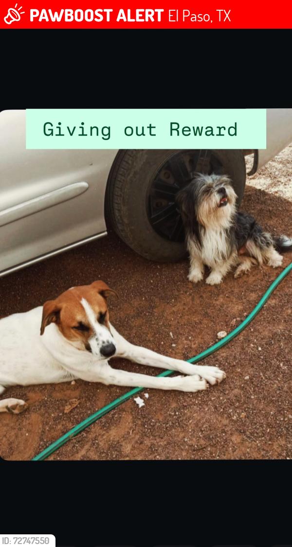 Lost Male Dog last seen Square Dance Road & Rich beam & Montana Area , El Paso, TX 79938