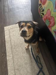 Lost Male Dog last seen Taco Bell, N May Ave 67th and so on , Oklahoma City, OK 73116