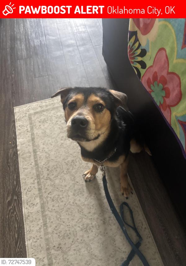 Lost Male Dog last seen Taco Bell, N May Ave 67th and so on , Oklahoma City, OK 73116