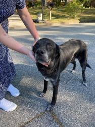 Found/Stray Male Dog last seen Gracewood Dr, Greensboro, NC 27408