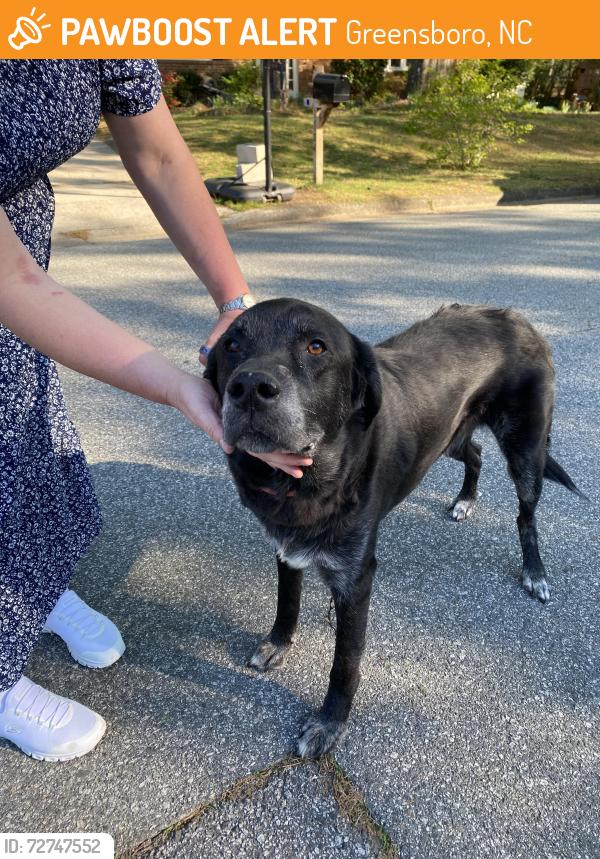 Found/Stray Male Dog last seen Gracewood Dr, Greensboro, NC 27408