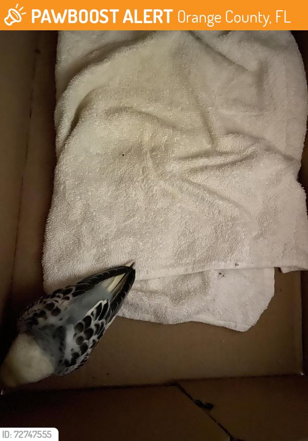 Found/Stray Unknown Bird last seen Trout Lane and Trout Road, Orange County, FL 32836