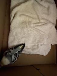 Found/Stray Unknown Bird last seen Trout Lane and Trout Road, Orange County, FL 32836