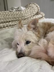 Lost Female Dog last seen Finchers bbq, Macon, GA 31206