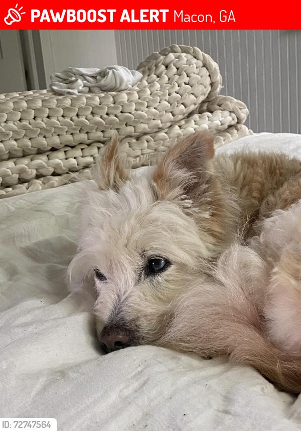 Lost Female Dog last seen Finchers bbq, Macon, GA 31206