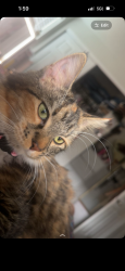 Lost Female Cat last seen 20th and Lewis St, Pasco, WA 99301