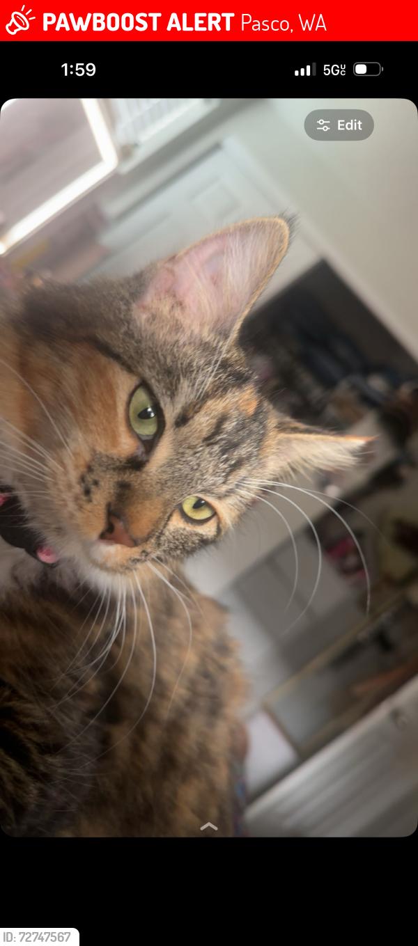 Lost Female Cat last seen 20th and Lewis St, Pasco, WA 99301