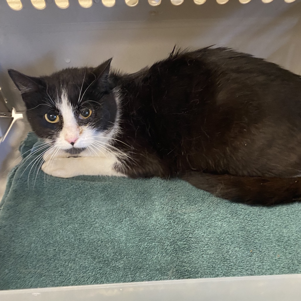 Shelter Stray Female Cat last seen , Memphis, TN 38133