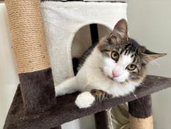 Lost Male Cat last seen Flastone sr, Houston, TX 77017