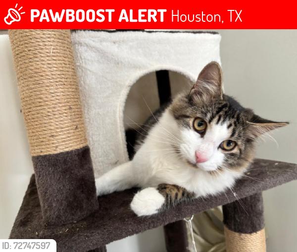 Lost Male Cat last seen Flastone sr, Houston, TX 77017