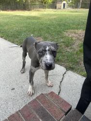 Found/Stray Male Dog last seen Sheets parking lot , Cameron, NC 28326