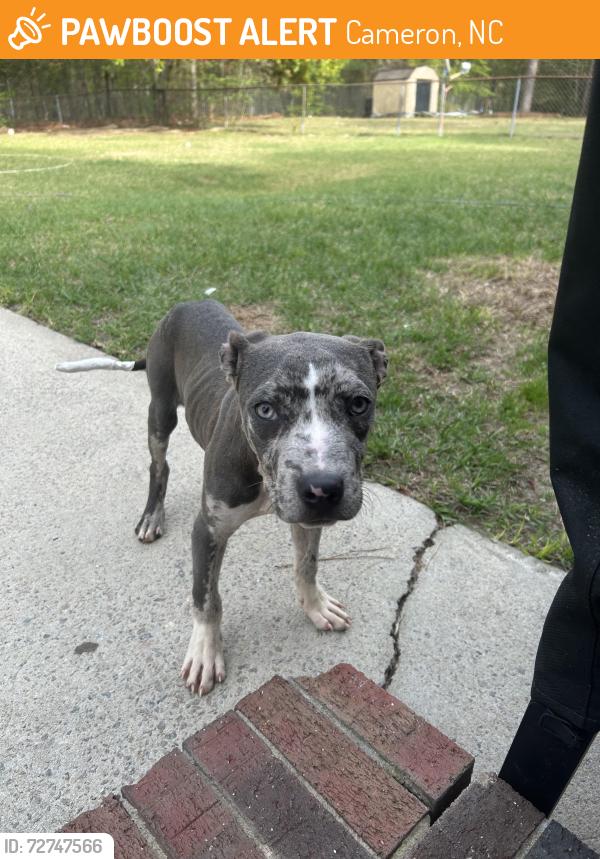 Found/Stray Male Dog last seen Sheets parking lot , Cameron, NC 28326