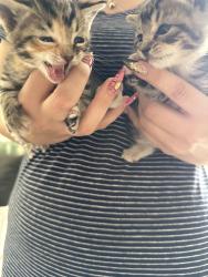 Found/Stray Female Cat last seen Found in dallas dealership grge car, Arlington, TX 76011