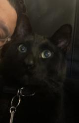 Lost Male Cat last seen Near sw 10th st , Miami, FL 33184