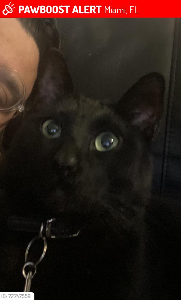 Lost Male Cat last seen Near sw 10th st , Miami, FL 33184