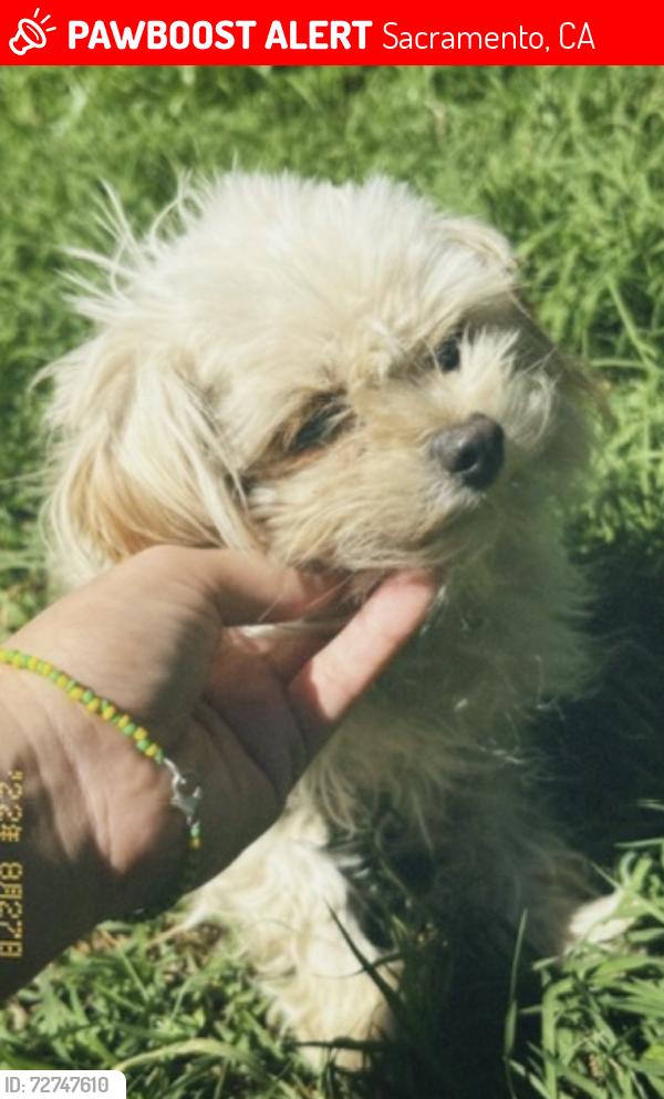 Lost Female Dog last seen Martin Luther King Jr right by Christian Brothers Highschool, Sacramento, CA 95820