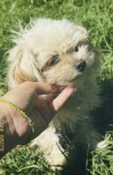 Lost Female Dog last seen Martin Luther King Jr right by Christian Brothers Highschool, Sacramento, CA 95820
