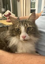 Found/Stray Unknown Cat last seen Kennesaw Avenue and Marble Mill Rd, Marietta, GA 30060