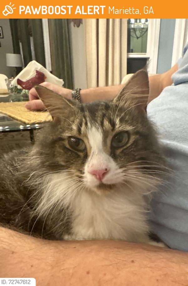 Found/Stray Unknown Cat last seen Kennesaw Avenue and Marble Mill Rd, Marietta, GA 30060